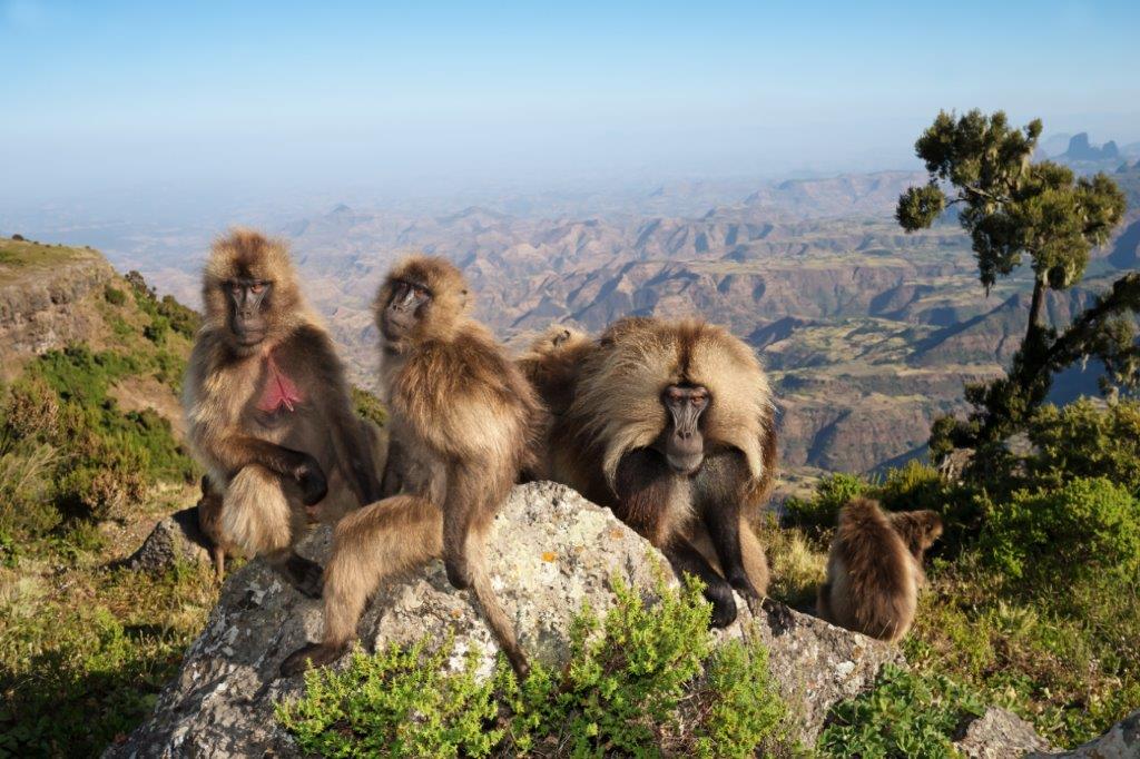 8 reasons to visit Ethiopia - Semien Mountains